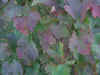 Sfondo PC - autunno vite.jpg (731757 byte)