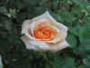 fiori0002.JPG (58879 byte)