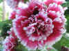 fiori0003.JPG (608925 byte)